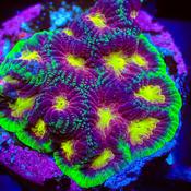 Joker Favia coral