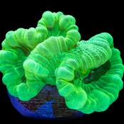 Neon Green Trumpet Coral