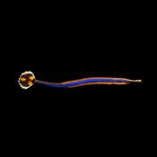 Bluestripe pipefish