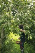 Support Our Community Seed-Saving Work