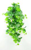 Grape Ivy Bush