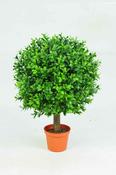 Boxwood Ball in Pot 25cm