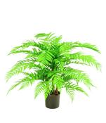 Alsophila W-Tree