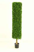 Boxwood Cylinder 4.5ft