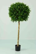 Boxwood 1 Ball 4ft