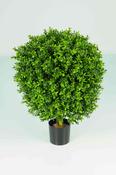 Boxwood Ball In Pot 50cm Oval