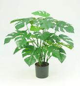 Split Philo Potted Bush