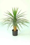 Yucca Rostrata
