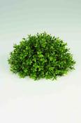 Boxwood Half Ball
