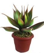 Tropic Lotus