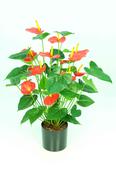 Anthurium Potted Bush-Red