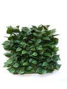 Bougainvilla Tile