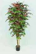 Capensia Tree