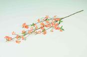 Cherry Blossom Branch
