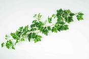 Cissus Vine