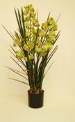 Cymbidium Green
