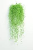 Long Hair Hanging Vine