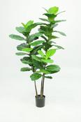Fiddle Leaf x3 Heads