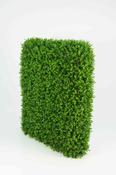 Boxwood Hedge Large
