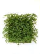 Green Ming Aralia Tile