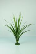 Pandanus Base Plant