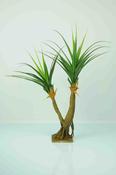 Pandanus X2 Heads