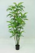 Parlour Palm image