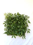 Green Schefflera Tile