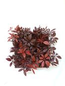 Red Schefflera Tile