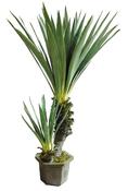 Sisal