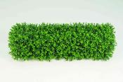 Boxwood Hedge Small