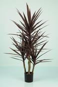 Yucca 5 Heads