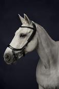 PresTeq FaySport 12-Point Anatomical Leather Bridle - Black / Cob image