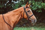 Equisential Nylon Horse Reins - Black - Brown image