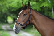 Celtic Equine Nylon Headcollar - Foal / Black image
