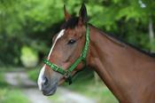 Celtic Equine Nylon Headcollar - Pony / Green image