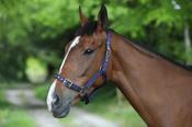 Celtic Equine Nylon Headcollar - Foal / Navy image
