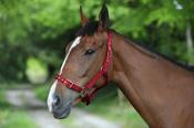 Celtic Equine Nylon Headcollar - Foal / Red