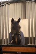 Tesoro Fleece/Nylon Headcollar Black/Gold - Pony