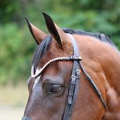 Sandstorm QuickSwitch Leather Diamante Brow Band - Black - Brown-Blue / Cob
