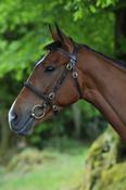 Breeze Up Inhand Bridle Showing - Pony / Brown image