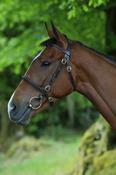 Breeze Up Collection Premium Full Grain Leather Inhand Show Bridle - Plain Black - Pony image