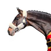 Turfmaster Teddy  Headcollar - Cob / Navy image