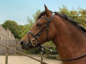 Windsor Raised Leather Flash Bridle - Black - Pony / Black image