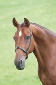 Velociti GARA Cavesson Noseband - Full / Brown