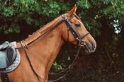 Mackies Anti-Grazing Reins image