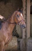 Norton Leather Rope Draw Reins - Black - Full / Black image