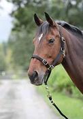Shires Control Headcollar - Cob image