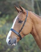 Flat Hunt Noseband Xwide  - Black - Cob / Black image