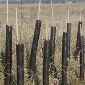 Spiral Tree Guards (per 250)